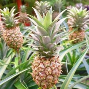 Ananas