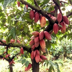 Cacao