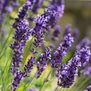 Lavendel