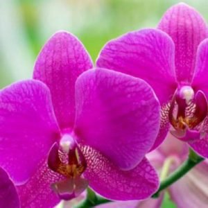 Orchidee