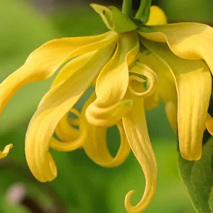 Ylang ylang